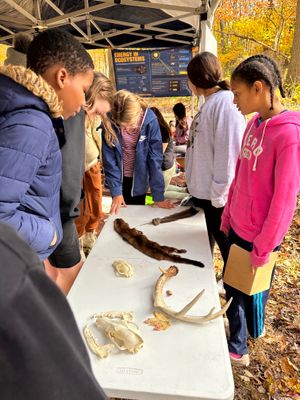Students examine animal skulls, a deer antler, a feather, and an animal pelt during a Wildlife class.