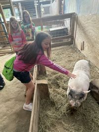 A student pets a gray and white pig in a straw-filled stable, while two other students look on.