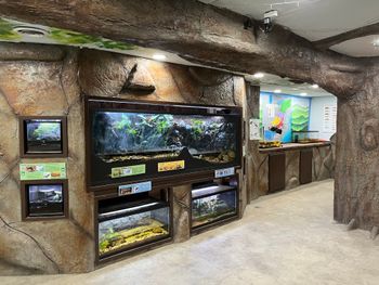 Inside the Heritage Farm Nature Center, terraria containing salamanders, crayfish, and a bullfrog line the walls, which are molded to look like natural rock.