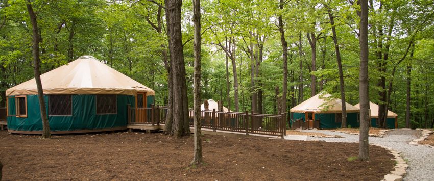 Four sturdy canvas yurts stand tucked among leafy trees. 